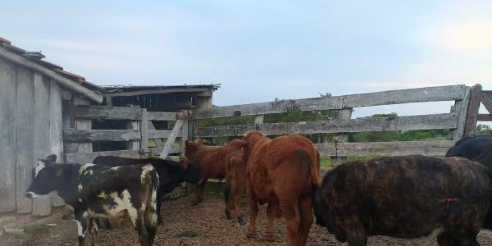 Polícia Civil e Inspetoria Veterinária buscam por dono de gado envolvido em acidente em Encruzilhada do Sul