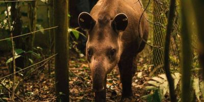 Anta nasce em reserva onde espécie estava extinta há mais de 100 anos