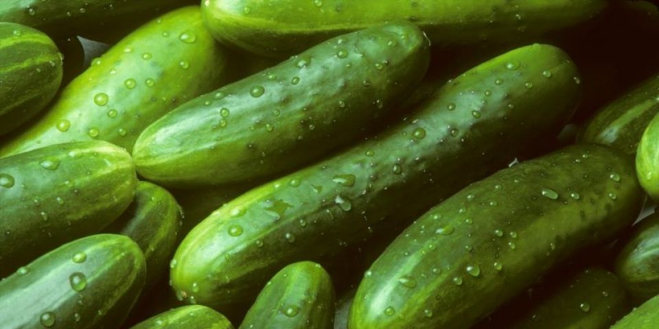 Produtores de pepino interessados em aderir ao programa de fomento à produção já podem se cadastrar