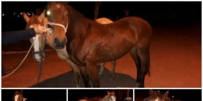 Quatro cavalos soltos em via pública são apreendidos em Encruzilhada do Sul