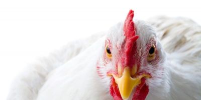 Exportações de carne de frango crescem 16,4% em julho