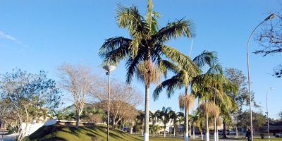 Atividades comemoram Dia do Meio Ambiente nesta quarta-feira em Camaquã
