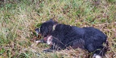 Cachorro é salvo de ser morto enforcado no interior de Tapes 