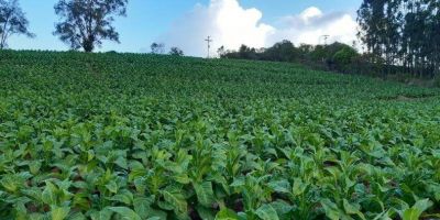 Frente Parlamentar em Defesa do Produtor de Tabaco realiza reunião nesta quinta