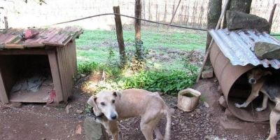 Sete cachorros são localizados em situação de maus-tratos em propriedade no interior de município da Serra Gaúcha