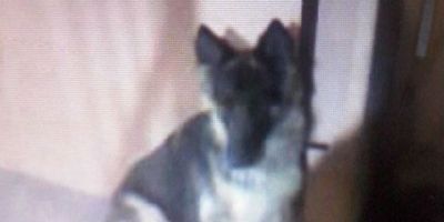 Dono procura por cachorra da raça Pastor Alemão desaparecida em Camaquã