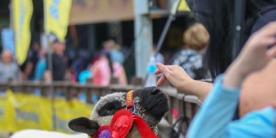 Animais começam a chegar à Expointer a partir desta segunda