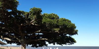 Alargamento da orla da praia em Arambaré é discutido na Câmara de Vereadores