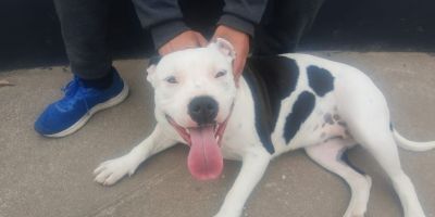 Encontrada cachorra vagando pelo bairro Olaria em Camaquã