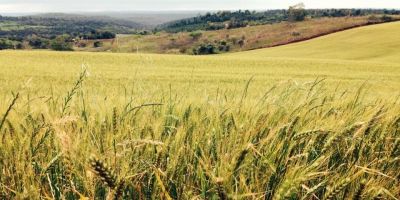 Plantio do trigo avança e chega a 26% do total previsto para o RS