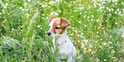 A primavera chegou e pede cuidados específicos com os pets: descubra quais