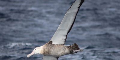 Albatrozes-gigantes frequentam o Brasil durante todo o ano, revela estudo do Projeto Albatroz