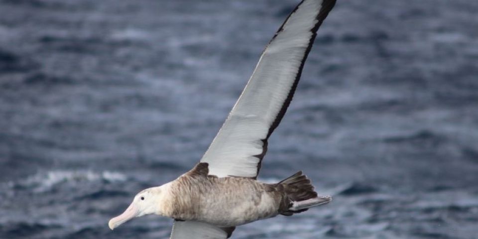 Albatrozes-gigantes frequentam o Brasil durante todo o ano, revela estudo do Projeto Albatroz