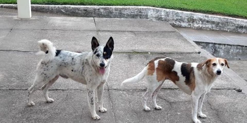 Cães e gatos podem ter mas não transmitem a covid-19, diz pesquisa 