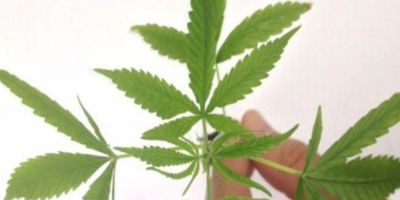 Decisões recentes devem consolidar jurisprudência sobre plantio de cannabis