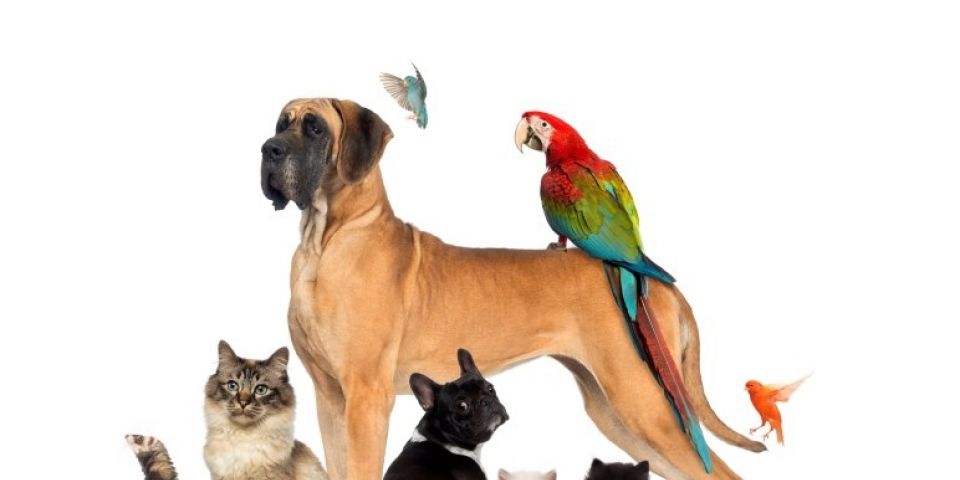 Descubra o pet que mais combina com você com base no seu signo