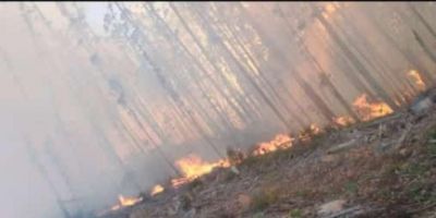 Incêndio atinge mato de eucaliptos no interior de São Jerônimo   