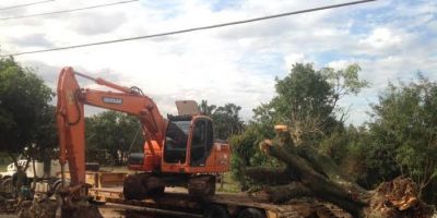 Figueira é transplantada para a Praça do bairro Floresta em Camaquã