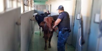 Invasão de bois assusta alunos e professores de escola do RS