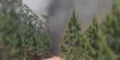 Floresta de pinus é atingida por incêndio em Mostardas 