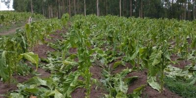 Tempestade causa danos na lavoura de fumo no interior de Camaquã 