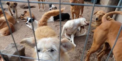 Associação Protetora dos Animais de Rua de Camaquã (Arca) pode encerrar as atividades