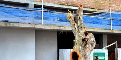 Árvore do centro da cidade de Camaquã precisou ser abatida