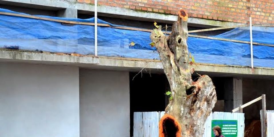 Árvore do centro da cidade de Camaquã precisou ser abatida