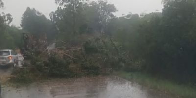 Chuva e vento forte derrubam árvore na RSC-471 em Encruzilhada do Sul