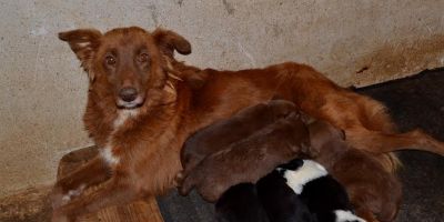 Secretaria de Meio Ambiente realiza feira de filhotes em Camaquã