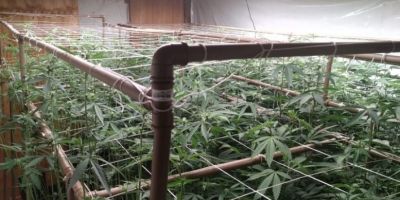 Estufa de maconha comercializada no RS é localizada em SC