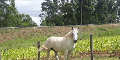 Égua aparece vagando em propriedade no interior de Camaquã