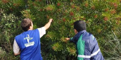 Coleta de sementes na BR-116/RS visa a manutenção da biodiversidade