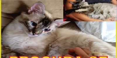 Procura-se a gatinha Liesel em Camaquã