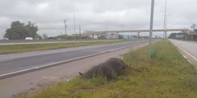 Cavalo é encontrado morto às margens da BR-116 em Camaquã