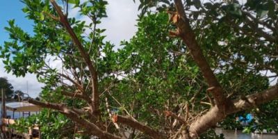 Crime ambiental é registrado na orla de São Lourenço do Sul