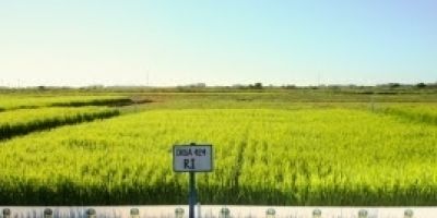 Núcleo do Irga em Santa Vitória do Palmar apresenta resultados da safra 2014/2015