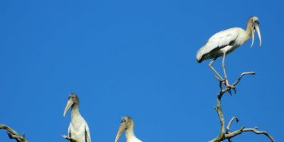 Aves migratórias são observadas no entorno das obras de duplicação da BR-116/RS