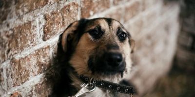 Entenda por que fogos de artifício assustam cachorros e gatos