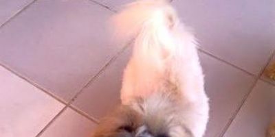 Procura-se uma cachorrinha desaparecida em Camaquã