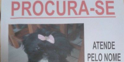 Procura-se por Jolie, cachorrinha desaparecida em Camaquã