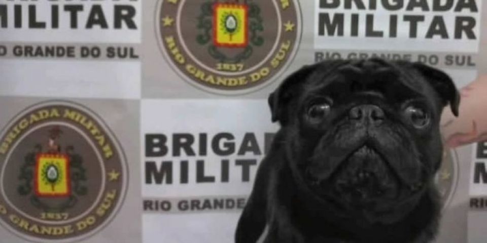 Brigada Militar prende homem que tentava vender cão que se perdeu durante Ano Novo no RS