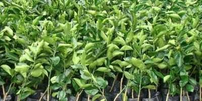 Produtores da Feira do Produtor de Camaquã recebem mudas