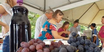  3ª Mostra da Viticultura de Camaquã inicia na próxima semana