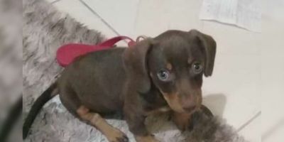 PROCURA-SE PELA MAGALI: família busca por cachorrinha desaparecida em Camaquã