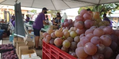 Inicia a 3ª Mostra da Viticultura de Camaquã