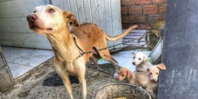 Cachorros em situação de maus-tratos são resgatados no RS