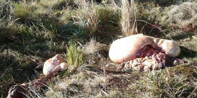 Furto abigeato no bairro Ouro Verde em Camaquã