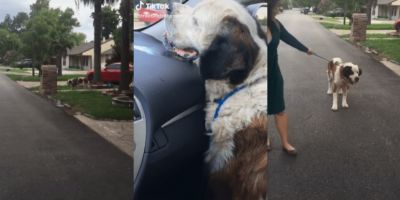 Mulher rouba cachorro de estranho que ela acreditava ter sido maltratado