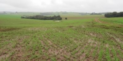 Excesso de chuvas prejudica lavouras de grãos de inverno